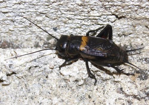 Réf. 241 288 : Gryllus campestris